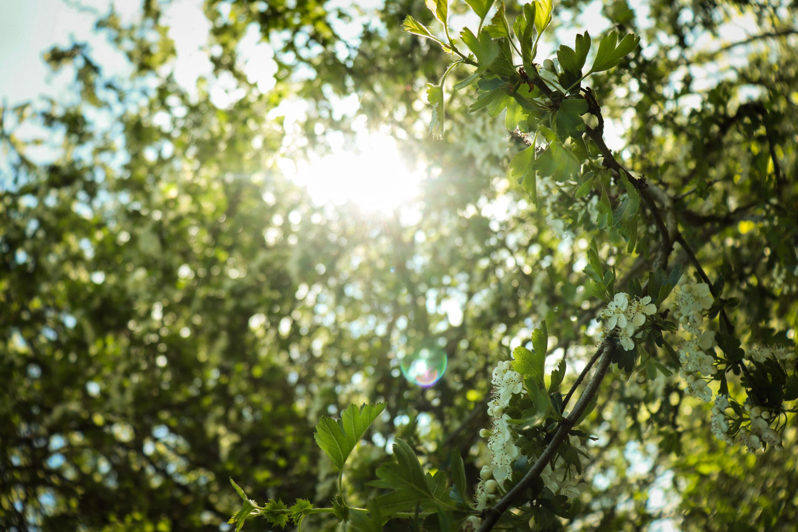 Close up of a green tree branch with sunlight peeking through